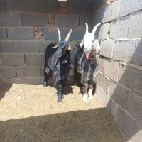 نربز