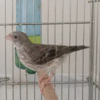 یاسمین طوسی نر (قناری سهره فنچ طوطی)|پرنده|تهران, کرمان|دیوار