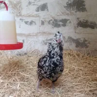 مرغ گلین ریشی چهلتاج