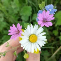 کلیه خدمات باغبانی و فضای سبز صفر تا صد|خدمات باغبانی و درختکاری|مشهد, فلسطین|دیوار