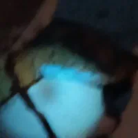 گوهرشب نما برش نخورده