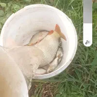 فروش بچه ماهی