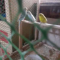 یک جفت مرغ عشق کارداده ودوتا ماده آماده ویک‌عدد نر|پرنده|همدان, |دیوار