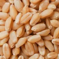 بذر گندم آذر2