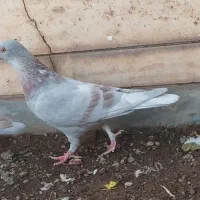 کبوتر پلاکی اصلی|پرنده|قم, آذر (نکویی)|دیوار
