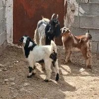 بز کهره دار دوقلویی