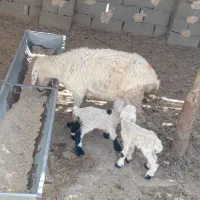 گوسفند جملی حیکلی با دوبره نروماده