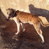 واگذاری سگ نر