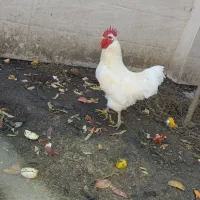 خروس محلی سفید اصل|حیوانات مزرعه|بابل, |دیوار