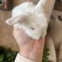 بچه خرگوش لوپ|موش و خرگوش|کرمان, |دیوار