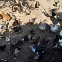 اردک اسرایلی  ۱۳۰۰وخروس ۱۲۵۰هزارتومان اردک محلی