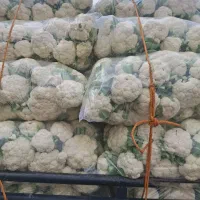 محصولات دزفول