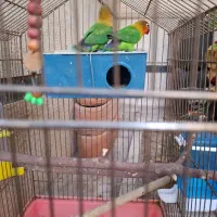 طوطی|پرنده|شیراز, شهرک والفجر|دیوار