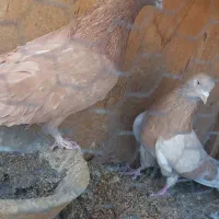 یک جفت  کفتر پرشی