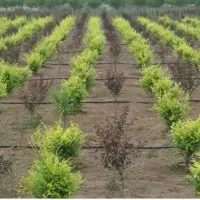 طراحی باغ و سیستم آبیاری قطره ای باغ