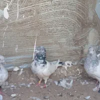 فوری|پرنده|بم, |دیوار