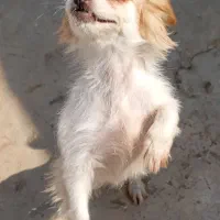 واگذاری سگ اشپیتز