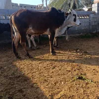 فروش دو عدد نر گاو