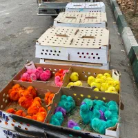 جوجه رنگی مستقیم قم