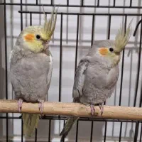 دو عد عروس هلندی