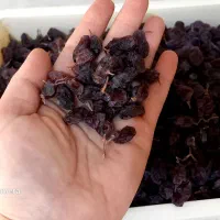 کشمش دسترچین