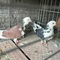 کفتر پرشی|پرنده|حمیدیا, |دیوار