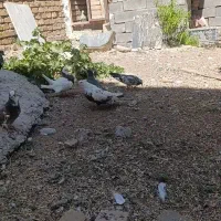 20جفت کبوتر تهرانی بگرد درجه یک با چند عدد دمی و|پرنده|الشتر, |دیوار