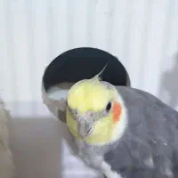 یک عدد عزوس هلندی‌|پرنده|بوکان, |دیوار