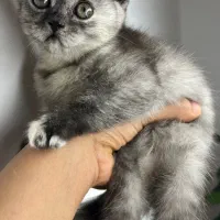گربه اسکاتیش