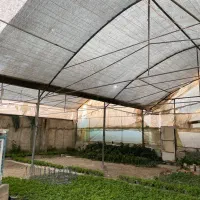 گلخانه|اجارهٔ دفتر صنعتی، کشاورزی، تجاری|تهران, سازمان آب|دیوار