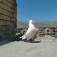 نر هویل (کم خال) رک رکو الشتر