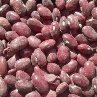 لوبیاقرمزخوشبخت قیمت ۲۱۰تومان