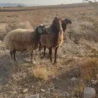 قوچ همو با میش هترو|حیوانات مزرعه|بسطام, |دیوار