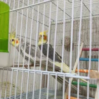 فروش عروس هلندی و..|پرنده|کازرون, |دیوار