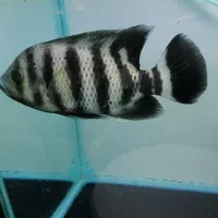 ماهی|ماهی|بیجار, |دیوار