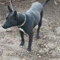 حیوان خانگی جانی