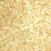 شلتوک خشک شده بذری