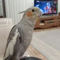عروس هلندی کاملا رام وسخنگو