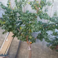 هرس  درست واصولی  درختان مثمر(سیب و. )