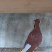 کبوتر رنگی سرخ دمسفید نرکاکلی|پرنده|قائم‌شهر, |دیوار