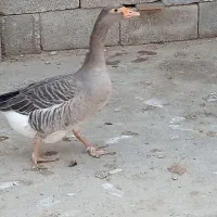 مرغ خروس اردک غاز|حیوانات مزرعه|گتوند, |دیوار