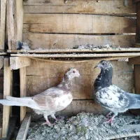 کفتر کبوتر|پرنده|قوچان, |دیوار