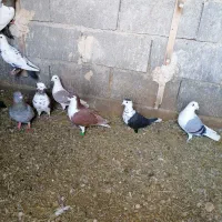 کبوترپرشی|پرنده|کاشمر, |دیوار