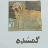 گمشده شیتزو تریر حدود۴ماه پیش مژدگانی ۵۰ ملیون نقد