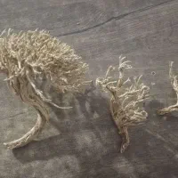 درخته بنسای