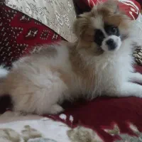 سگ پامرانین