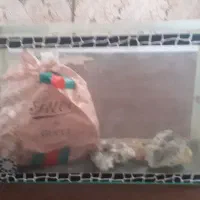 اکواریوم تمیز