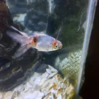 ماهی گلدفیش خارجی گرید a