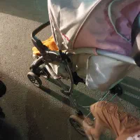 کالسکه قیمت بسیار مناسب