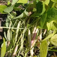 بذر لوبیا چیتی برداشت ۷۵روزه